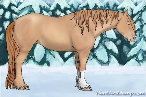 Horse Color:Gold Champagne 