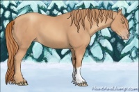 Horse Color:Gold Champagne 