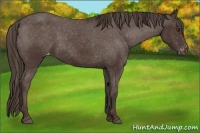 Horse Color:Liver Chestnut Appaloosa 