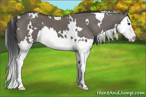 Horse Color:White Spotted Smoky Grullo Sabino Splash