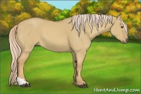 Horse Color:Palomino Dun Tobiano