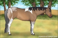 Horse Color:Bay Dun Sabino Tobiano 