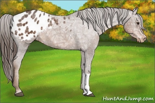 Horse Color:Liver Chestnut Ice Appaloosa