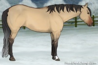 Horse Color:Brown Dun 