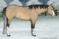 Horse Color:Bay Dun Splash 