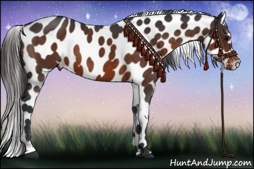 Horse Color:Brown Leopard