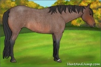 Horse Color:Bay Roan