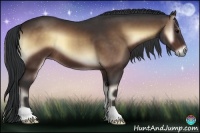 Horse Color:Bay Onyx 