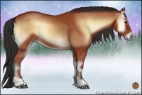 Horse Color:Bay Onyx 
