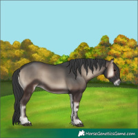 Horse Color:Blue Onyx 
