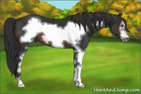 Horse Color:Brown Sabino Frame