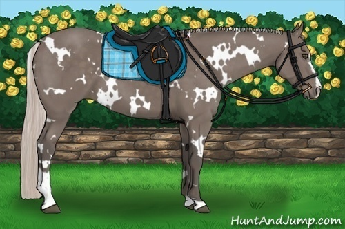 Horse Color:White Spotted Silver Black Sabino 