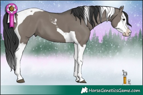 Horse Color:Grullo Splash Tobiano 