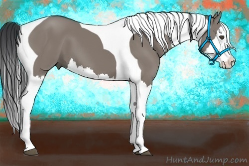 Horse Color:Grullo Splash Tobiano 