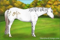 Horse Color:Brown Dun Tobiano Blanket Rabicano