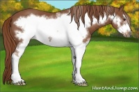 Horse Color:White Spotted Chestnut Frame