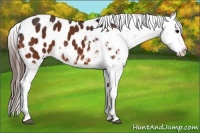 Horse Color:Bay Appaloosa 