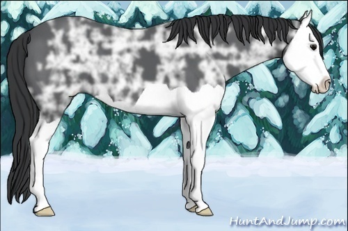 Horse Color:Black Ice Splash 