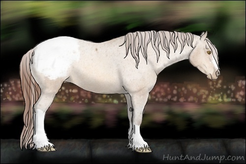 Horse Color:Amber Champagne Appaloosa 