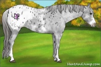 Horse Color:White Spotted Blue Roan Splash Frame Appaloosa 