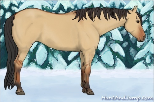 Horse Color:Bay Dun