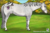Horse Color:Blue Onyx Appaloosa