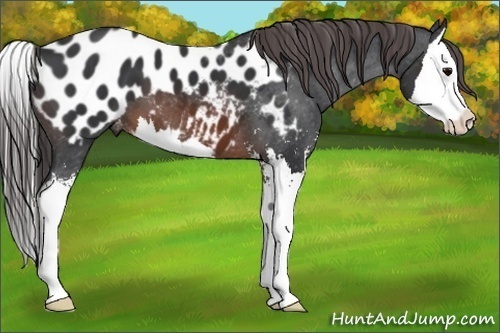 Horse Color:Brown Sabino Splash Blanket 