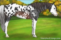 Horse Color:Brown Sabino Splash Blanket 