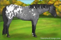 Horse Color:Blue Roan Appaloosa
