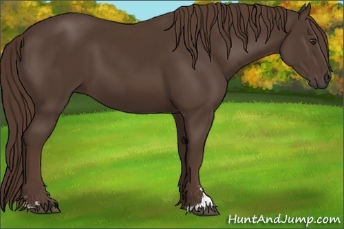 Horse Color:Liver Chestnut Sabino 