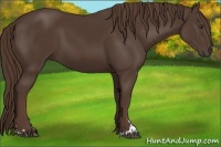 Horse Color:Liver Chestnut Sabino