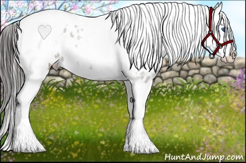 Horse Color:White Spotted Grullo Splash Tobiano Near Leopard