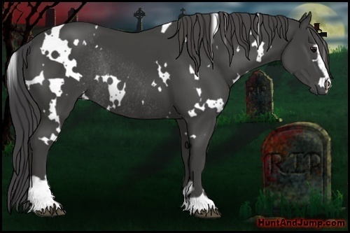 Horse Color:White Spotted Smoky Black Sabino Rabicano
