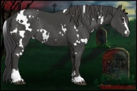 Horse Color:White Spotted Smoky Black Sabino Rabicano