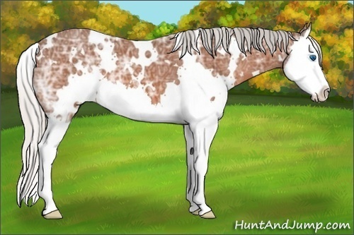 Horse Color:White Spotted Silver Bay Ice Splash