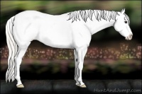 Horse Color:Silver Smoky Black Appaloosa 