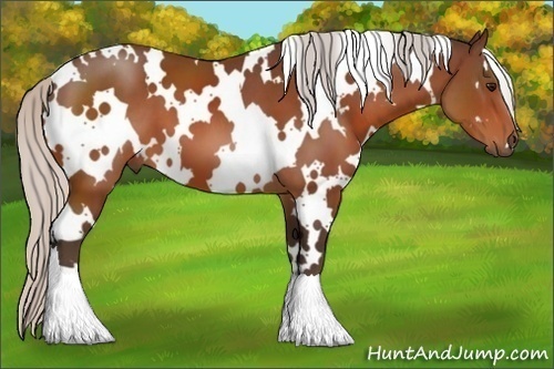 Horse Color:White Spotted Silver Bay 