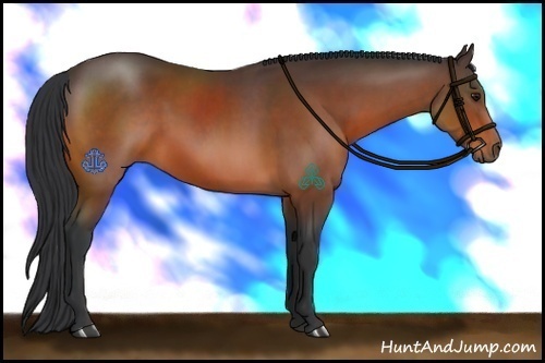 Horse Color:Bay Sabino