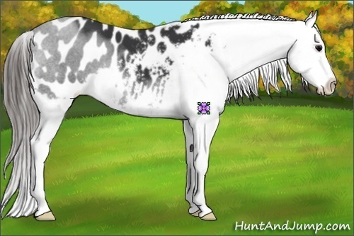Horse Color:Black Appaloosa