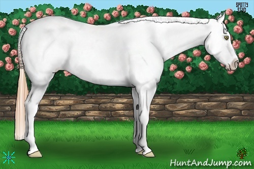 Horse Color:Gold Champagne Appaloosa 