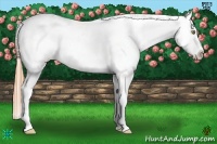 Horse Color:Gold Champagne Appaloosa 