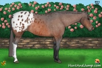 Horse Color:Bay Appaloosa Rabicano 