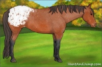 Horse Color:Bay Appaloosa 