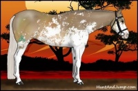 Horse Color:Silver Buckskin Sabino 