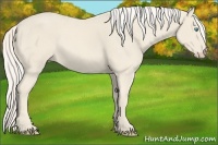 Horse Color:Cremello 