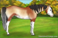 Horse Color:Bay Onyx Splash Rabicano