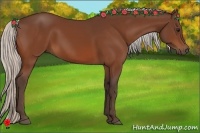 Horse Color:Silver Bay 