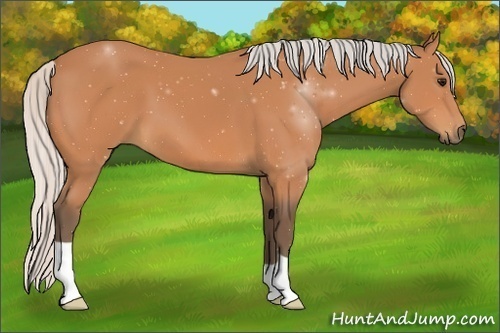 Horse Color:Silver Bay 