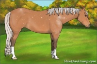 Horse Color:Silver Bay 