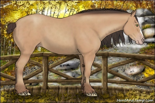 Horse Color:Amber Champagne 